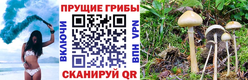 Галлюциногенные грибы MAGIC MUSHROOMS  гидра как зайти  Зерноград 